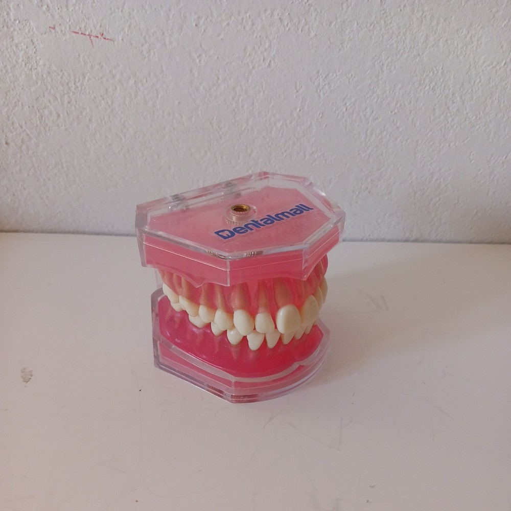 Dental Demonstration Teeth Model - Standard Study Teaching Model