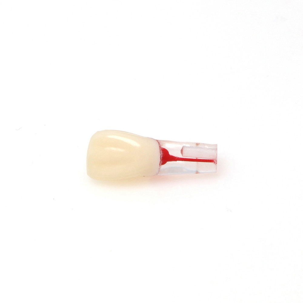 10Pcs Dental Endo Root Canal Teeth Model Study RCT Practice Typodont Model #8006