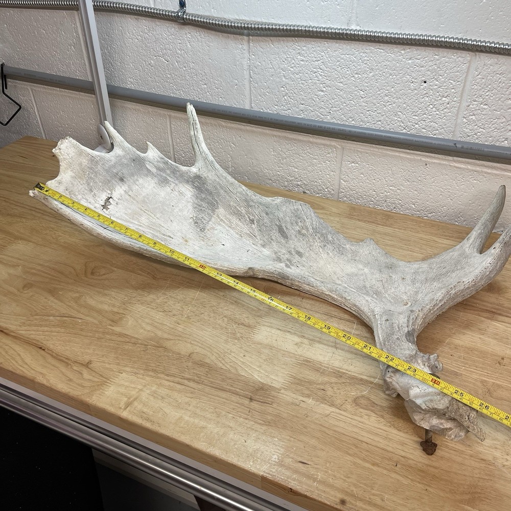 Genuine Moose Antler 30” & 6.95lbs
