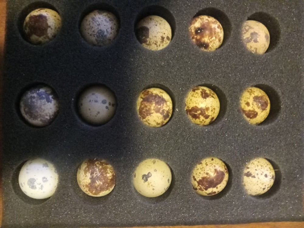 12 Falb Fee Coturnix Quail Hatching Eggs