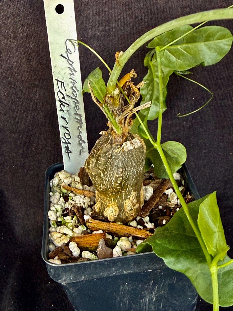 Cephalopetandra ecirrhosa , caudiciform