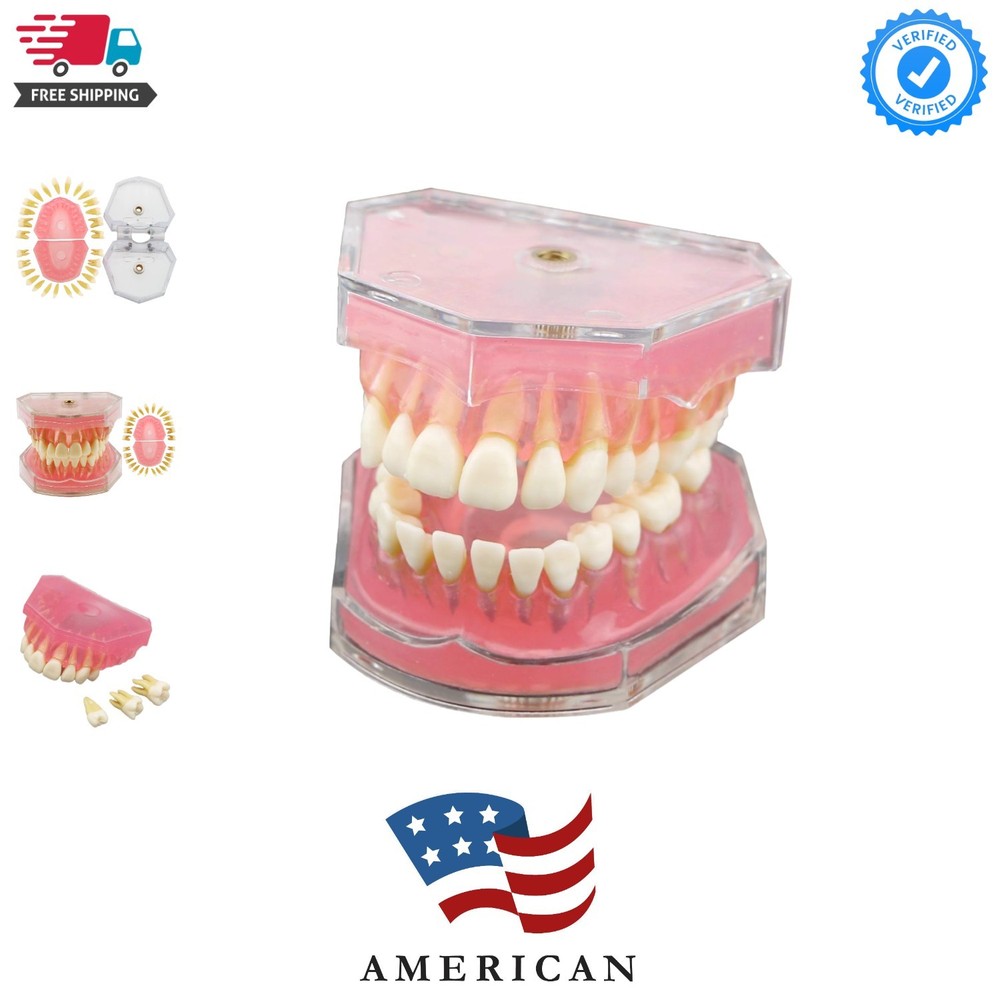Dental Demonstration Teeth Model - Standard Study Teaching Dental Mode with A...