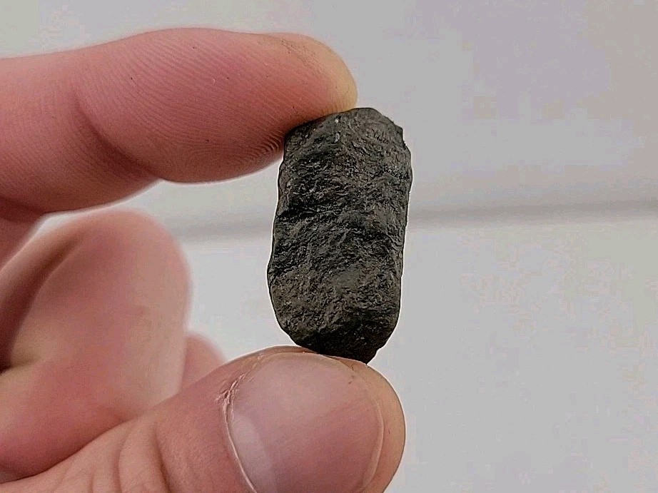 Fossil Dinosaur Permineralized Tooth T-rex 🦖