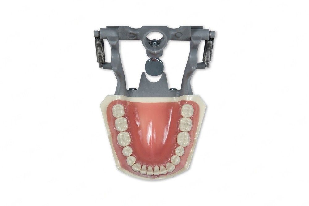 DENTAL TYPODONT MODEL 560 TEACHING MODEL WITH REMOVABLE IVORINE TEETH