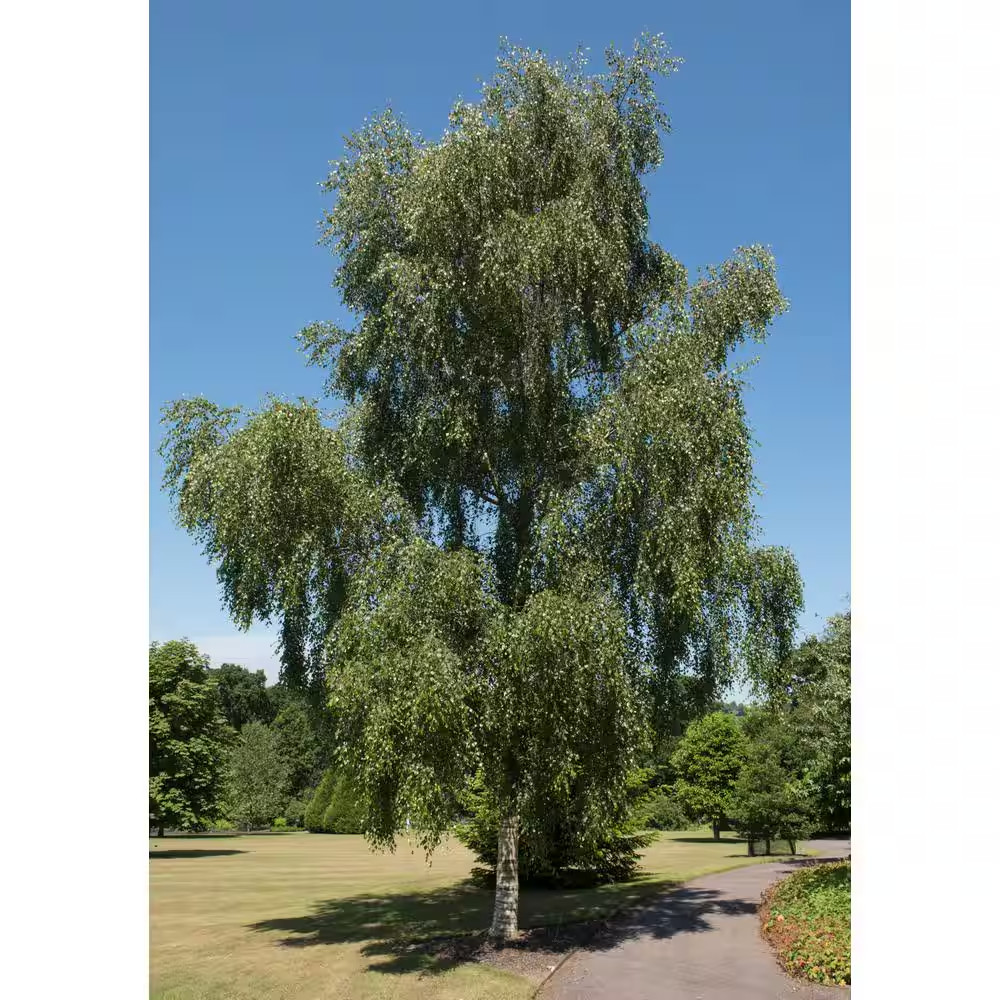 Weeping White Birch Tree Bare Root