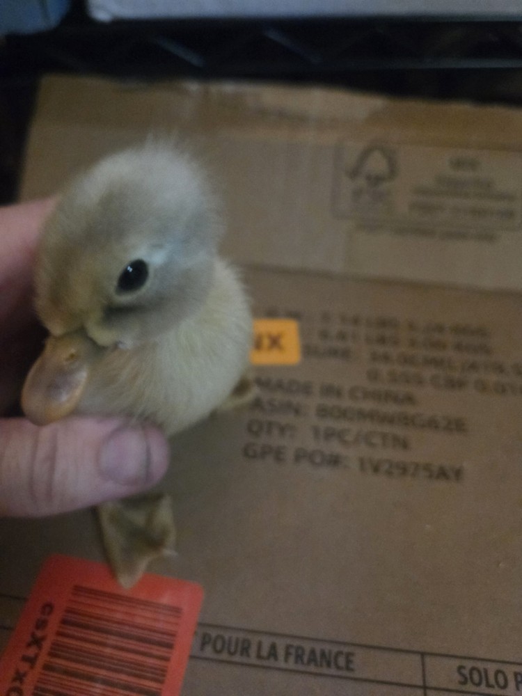 6+ Eggs Indian Runner & Campbell fertilized duck eggs