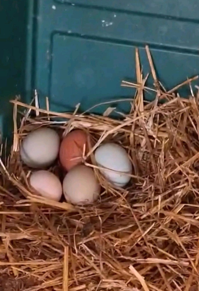 Ships Free 12 Beautiful Multi- Colored Easter Eggers Hatching Eggs NPIP