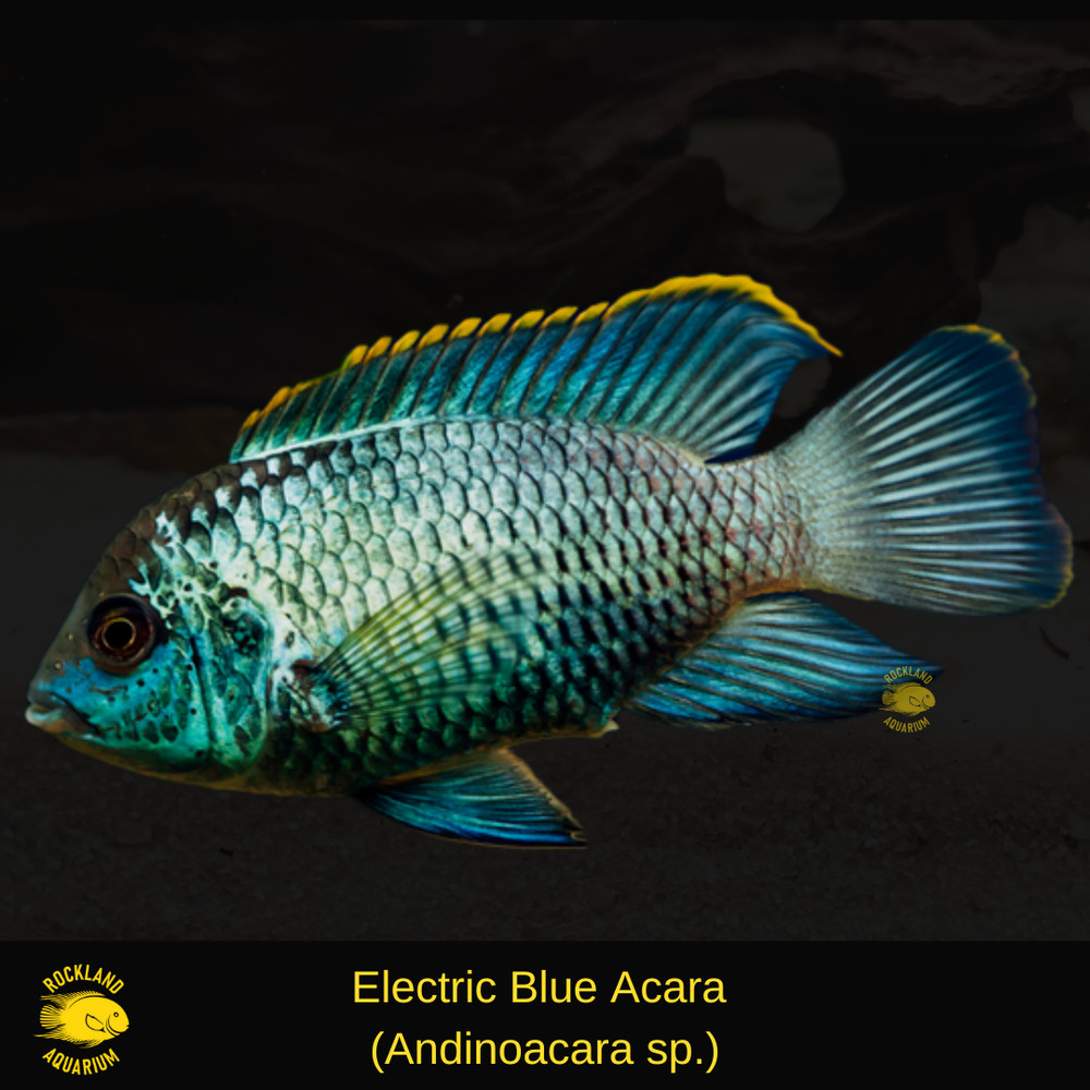 Darrian Aquarium Stand