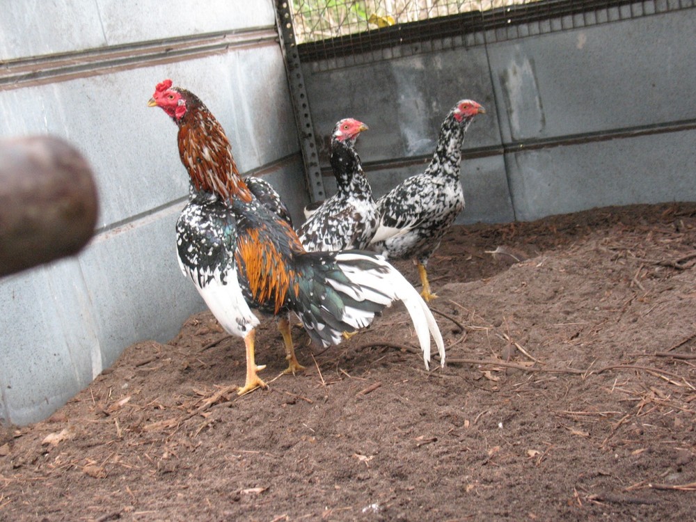 12 ASSORTED WAHL ASIL EGGS