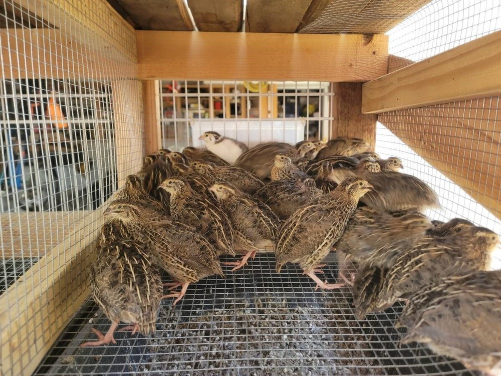 50+ Fertile Coturnix Quail Hatching Eggs