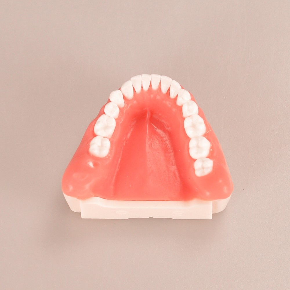 Dental Tooth Extraction Practice Model Dental Training Product Display