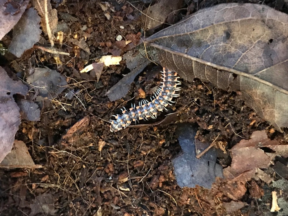 Premium Millipede Substrate for Flat & Round Millipedes