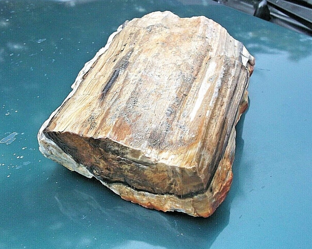 Petrified Wood Display Specimen 10.5 lbs, WA state