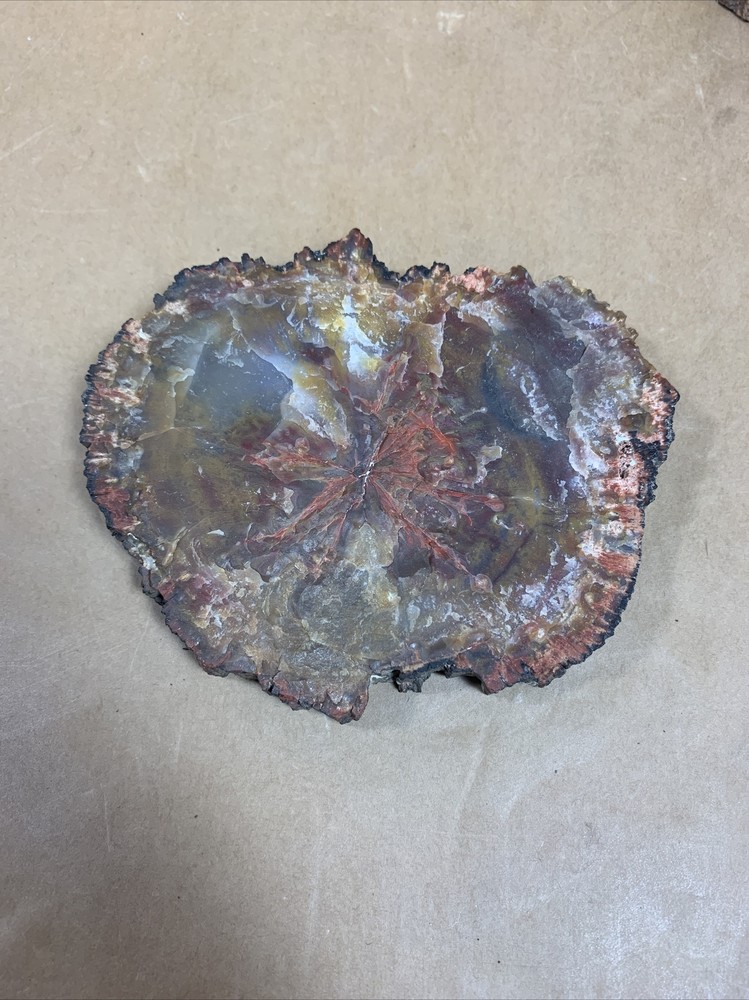 Fossil Petrified Wood & other Rocks