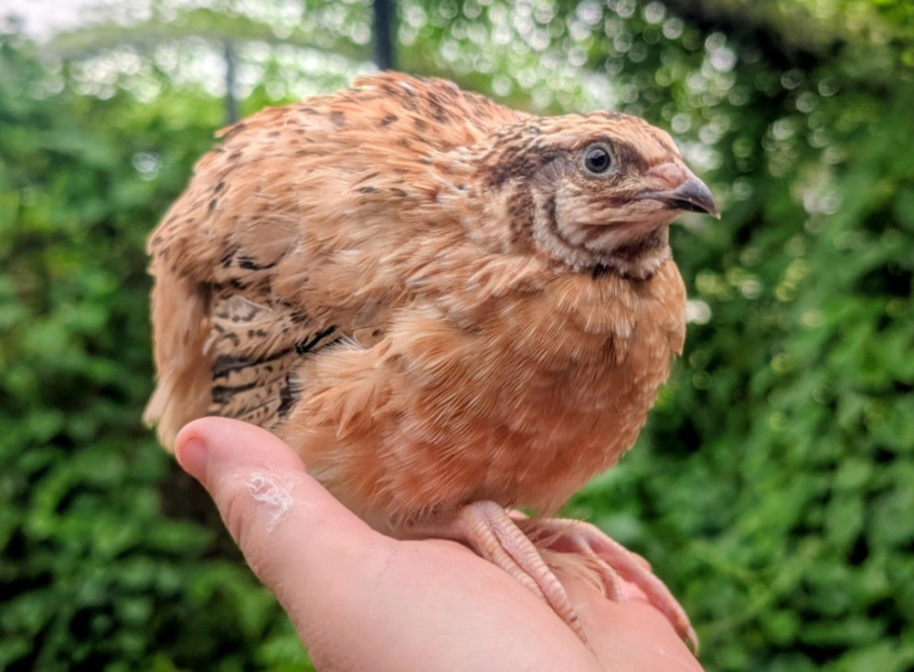 130 ++ Rainbow Coturnix Quail Hatching Eggs NPIP