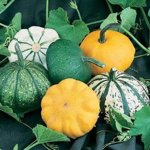 Scallop Blend Squash - 30 Seeds
