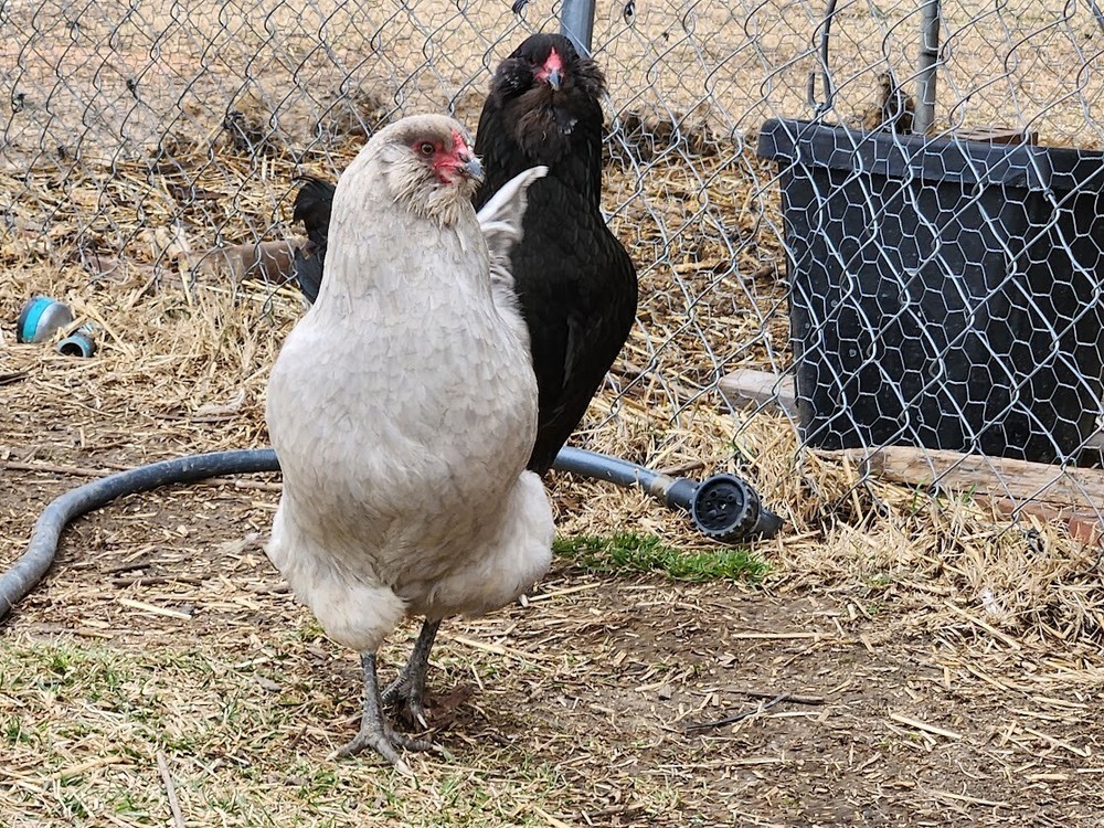 6 Lavender, B/B/S Ameraucana & Orpington (Easter Egger) Chicken Hatching eggs.