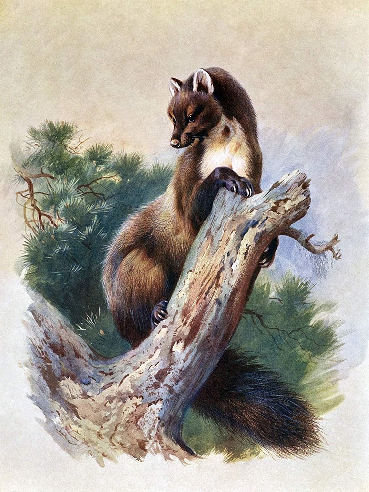Pine Marten by A. Thorburn Accent Tile Mural Kitchen Bathroom Backsplash Ceramic