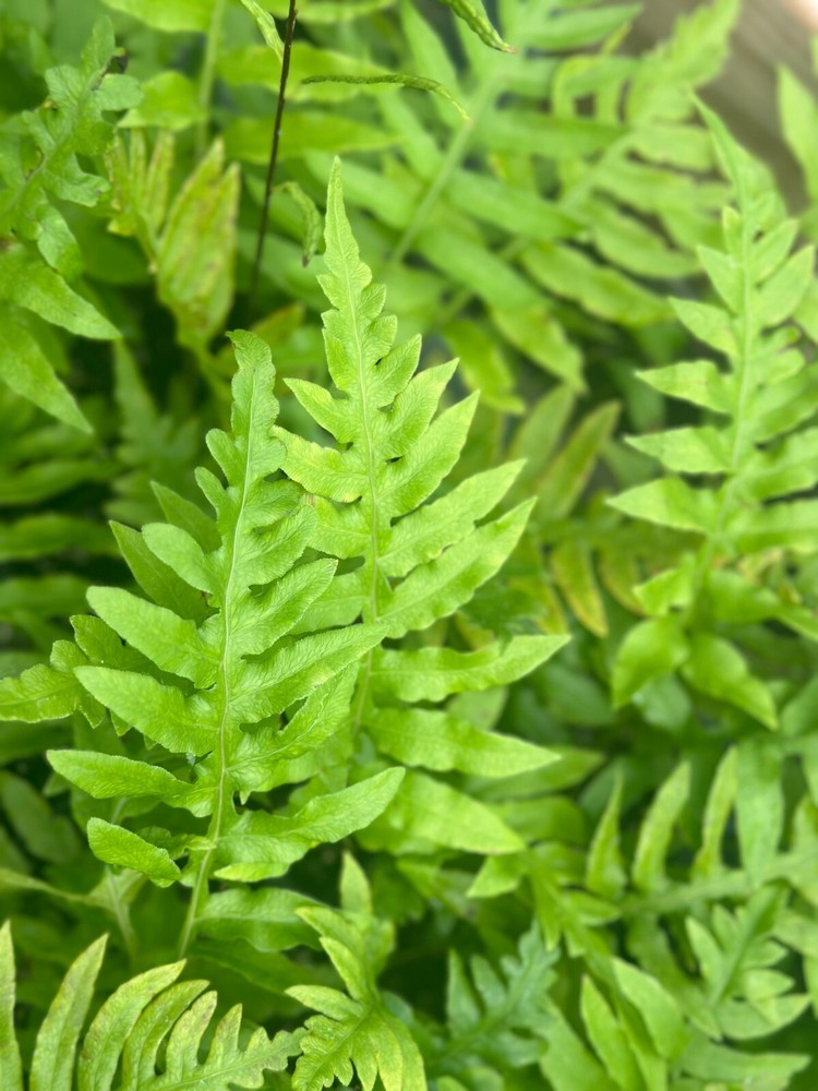 Leatherwood Fern | Bare-root