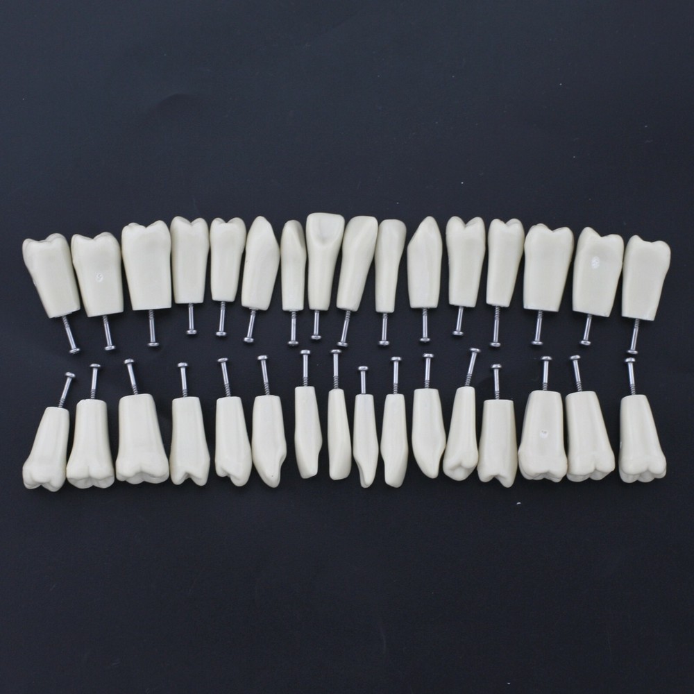 Columbia 860 Type Dental Typodont Teeth Model Soft Gingiva 32pcs Removable Teeth