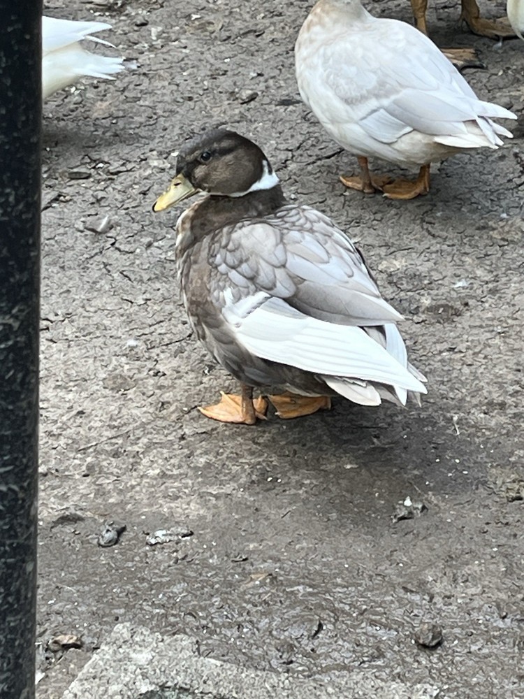 12 Call Duck Hatching Eggs.