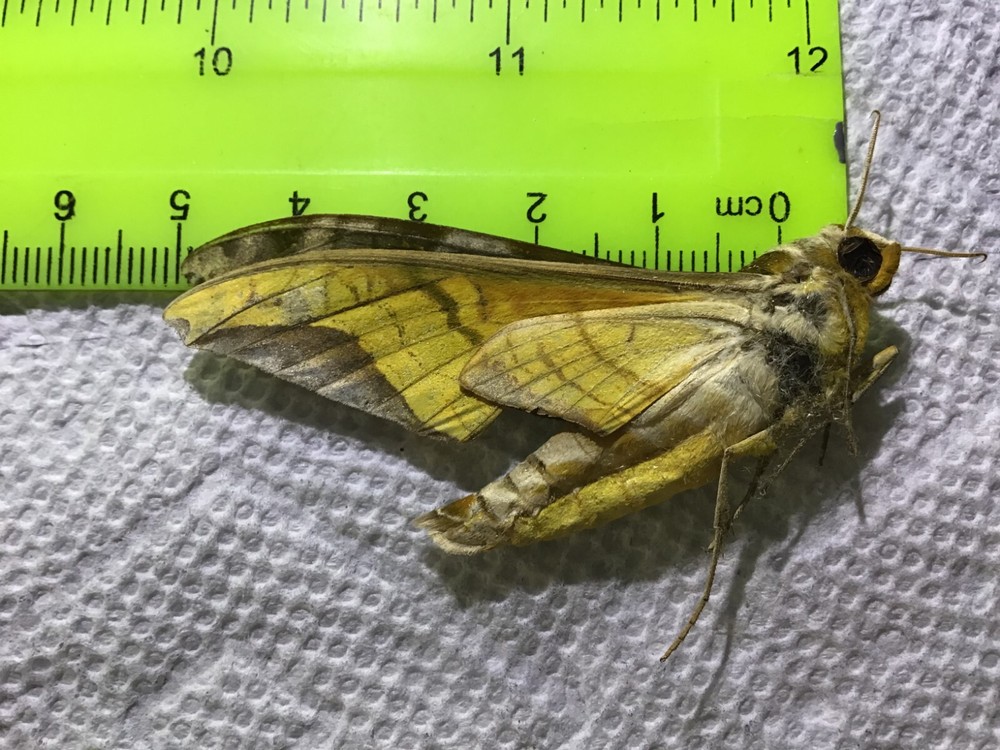 LPSP 08 A+/ A Protambulyx goeldii Sphingidae Moths