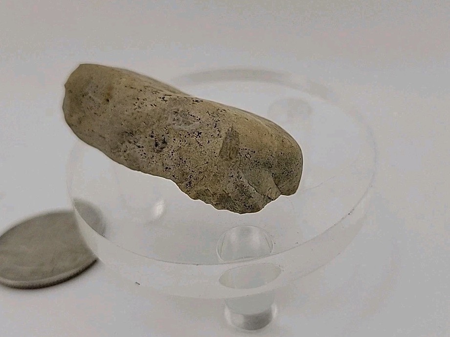 Fossil Dinosaur Permineralized Tooth T-rex 🦖