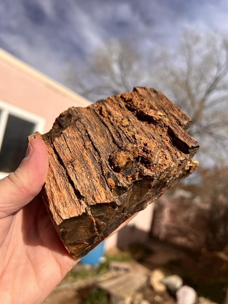 DoBell Ranch Petrified Wood