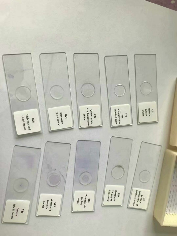 30pcs Human Bacteria Prepared Slides Lab Microbiology Teaching Microbiology