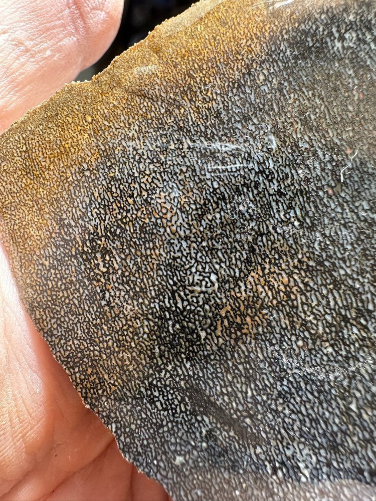 Dinosaur bone rough **hxtled slab.