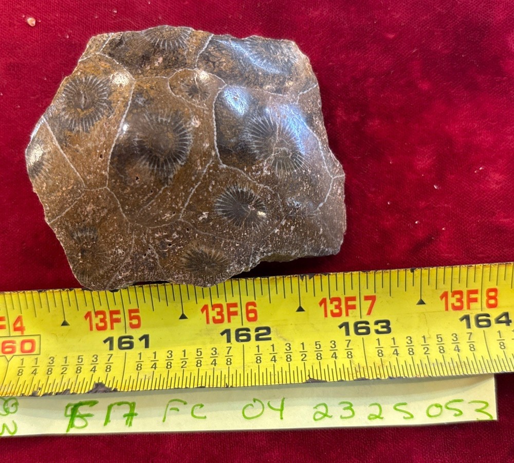 Petrified Coral End Polished