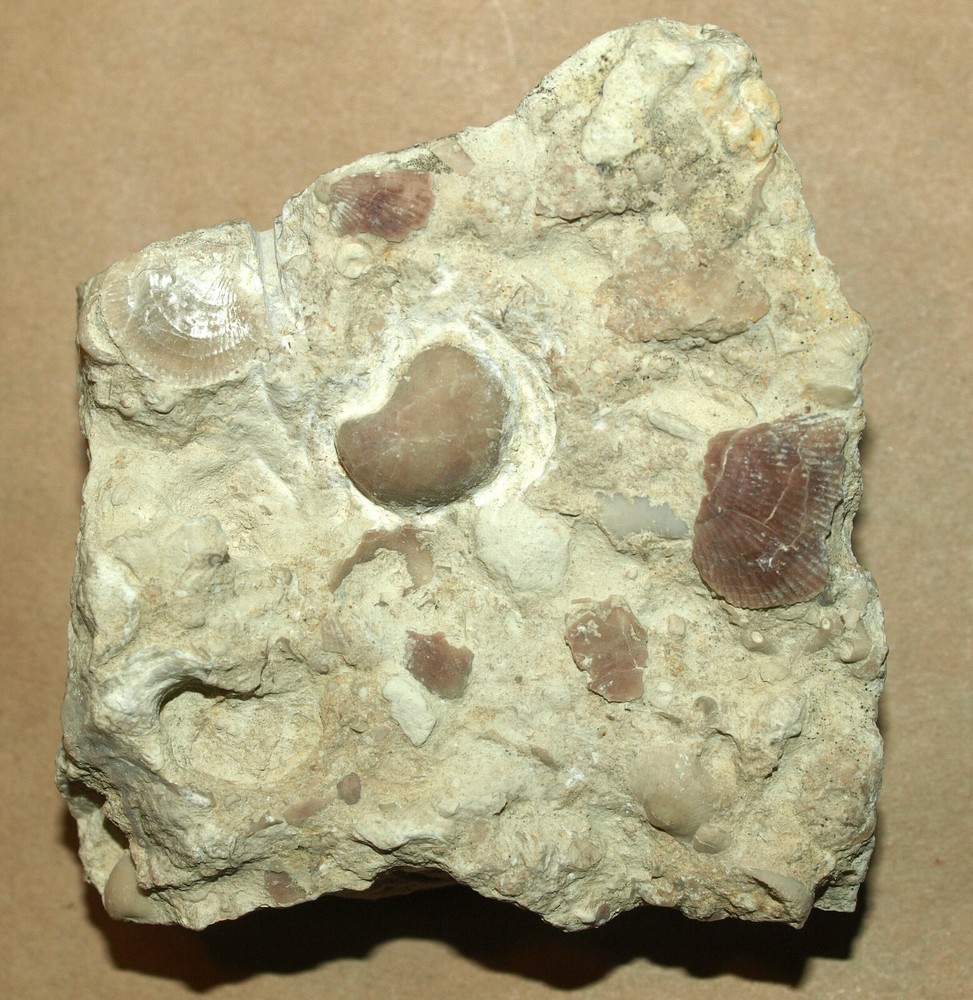 Devonian Pentamerid Brachiopod-Gypidula sp.