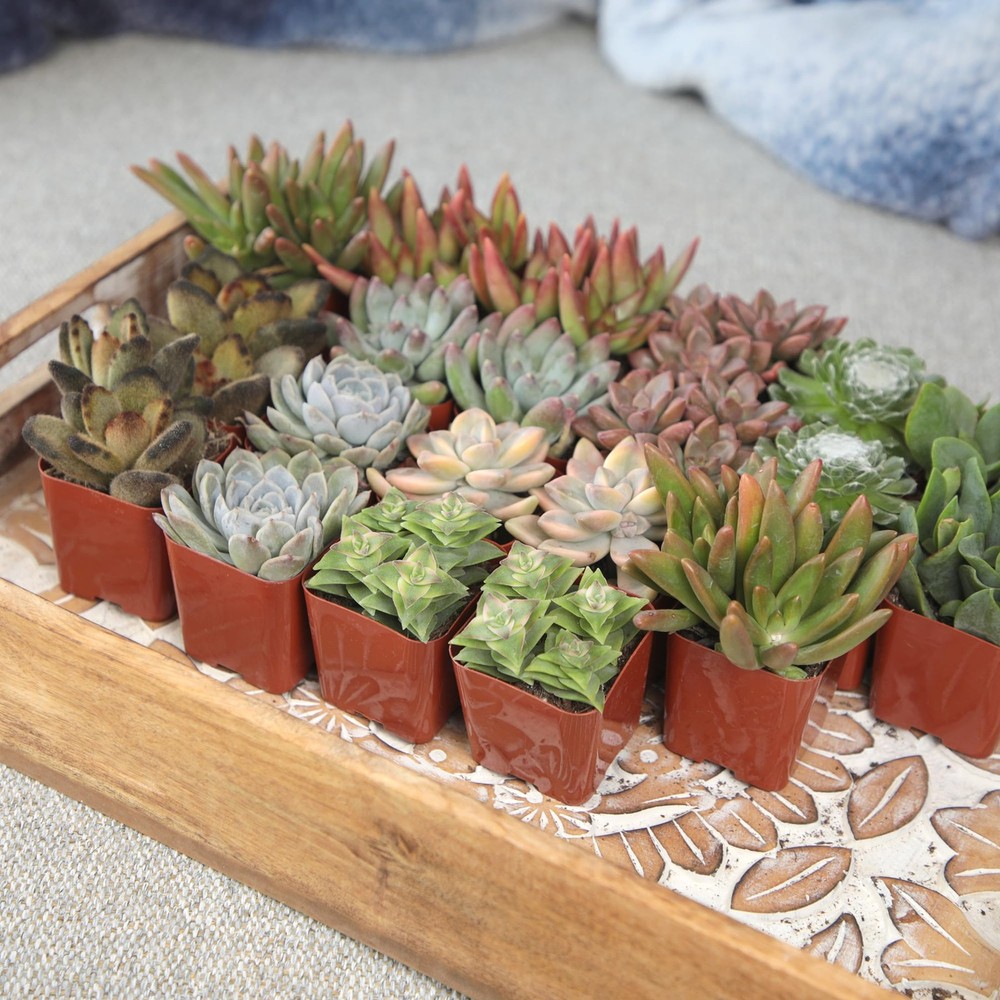 Altman Plants, Live Succulent Plants (20 Pack) Assorted 20-PACK, Multicolor