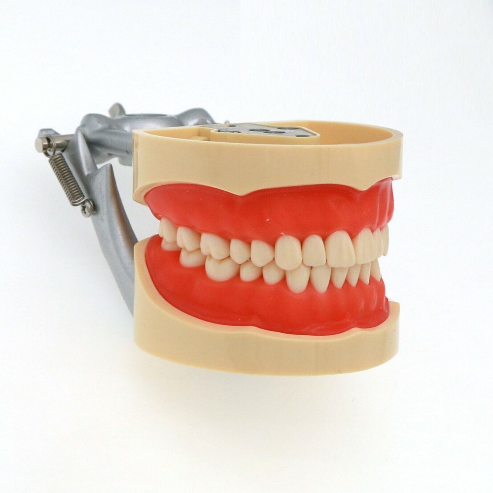 Dental Typodont Model Removable Teeth for Kilgore NISSIN 200Type Mounting Pole