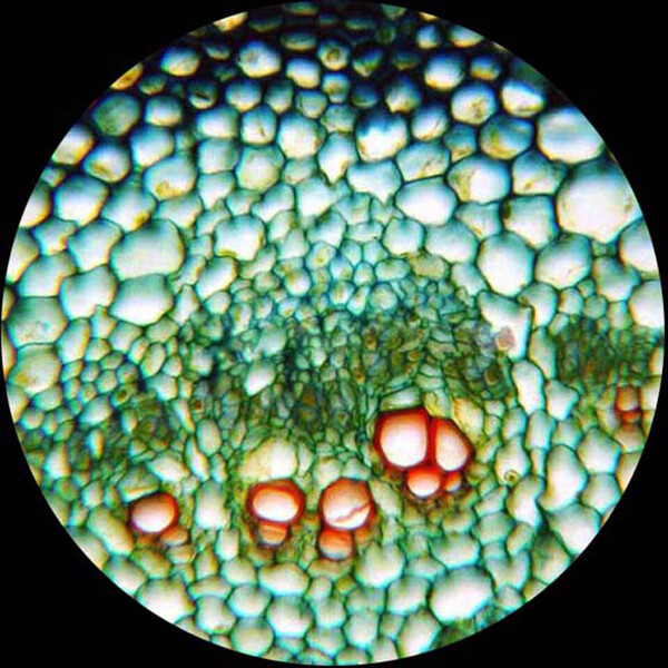 AmScope 2MP USB Still/Live Video Microscope Digital Camera Imager +Calibrate Kit