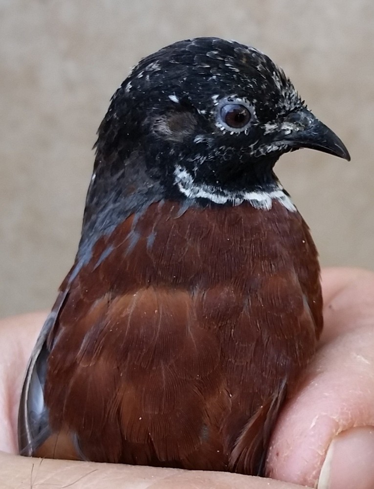 18 ++ Button Quail Hatching Eggs