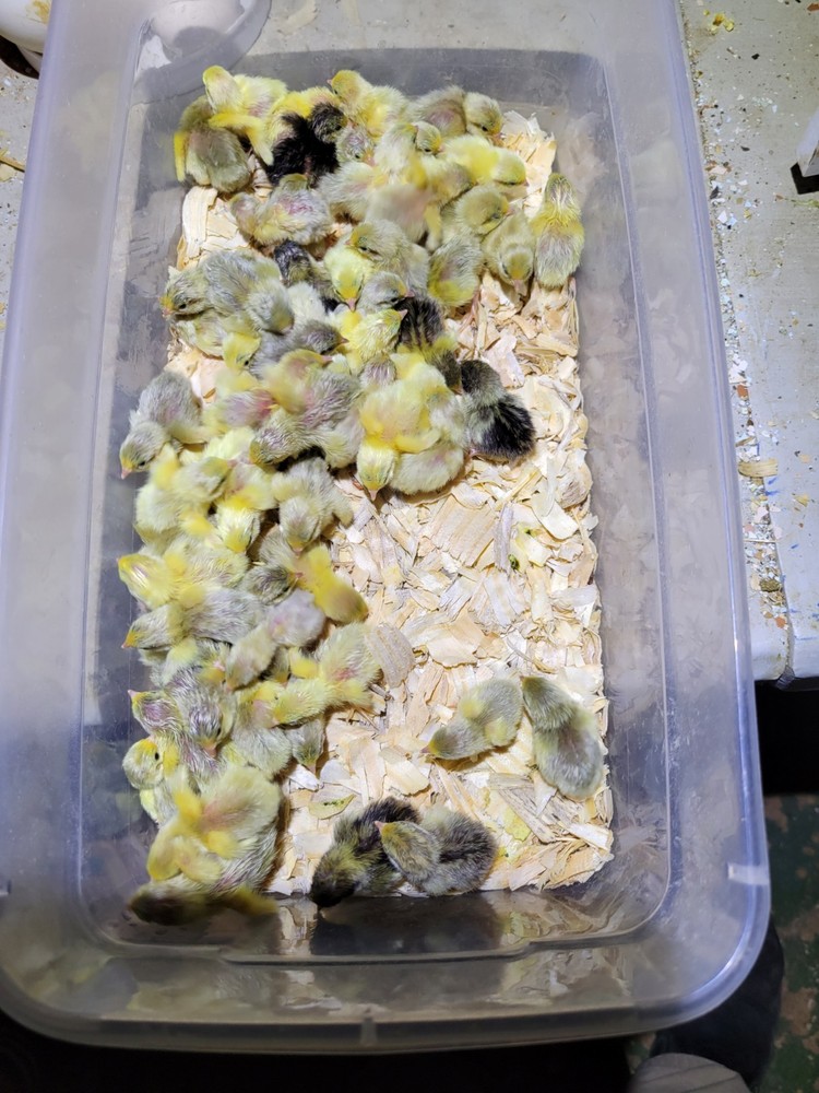 18 ++ Button Quail Hatching Eggs