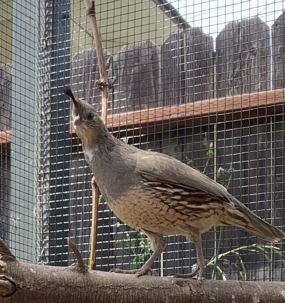 15+ Gambels Quail Hatching Eggs