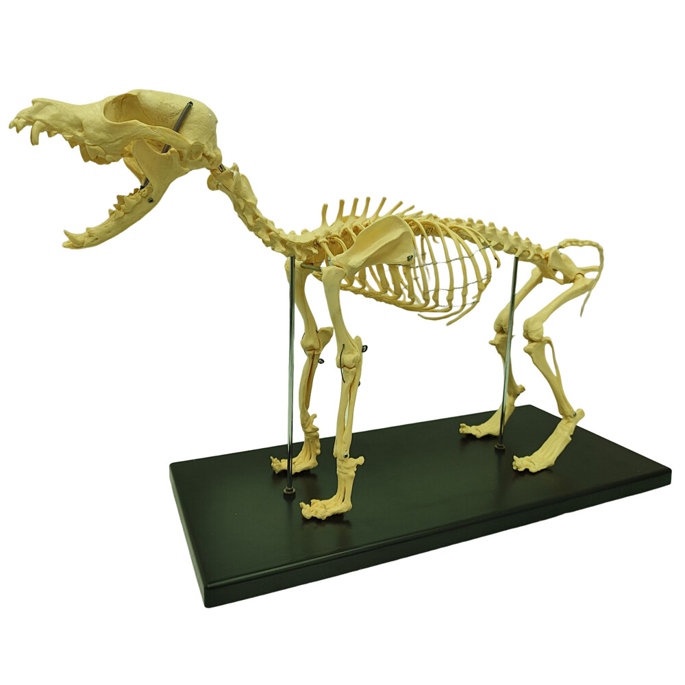 Model Canine Skeleton Standard Size Dog Display Lab Study Veterinary Animal