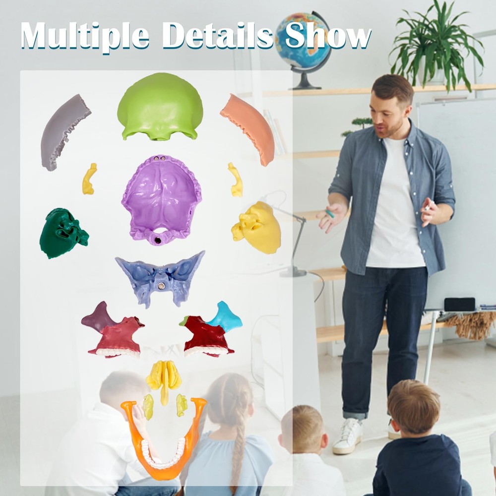 15-Part Colorful Small Skull Model, Model