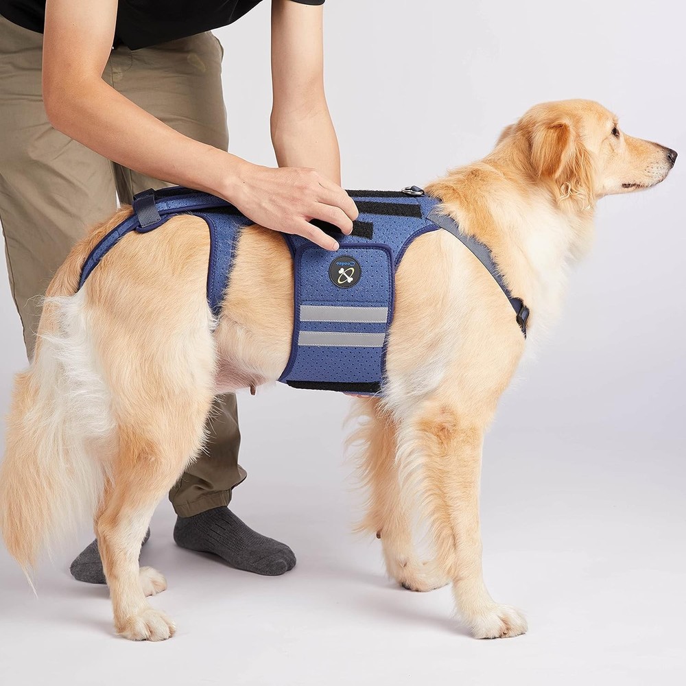 Reflective Dog Back Bracer for Arthritis Relief, Blue-Medium