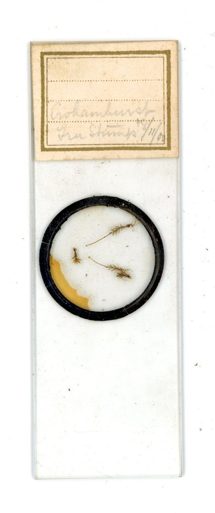 Antique glass Microscope slide unknown sample cant read label #90