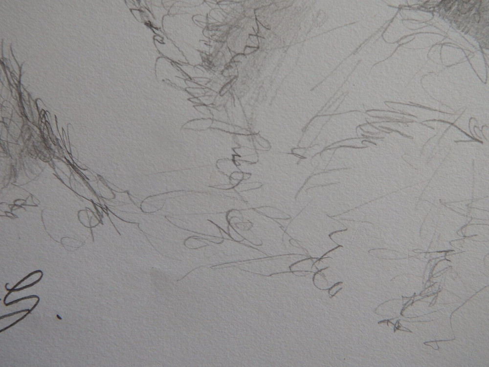 Pencil drawing cat curled sleeping