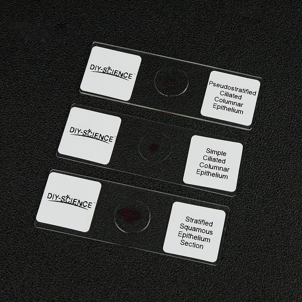 Prepared Epithelium Types Microscope Slides Set, Excellent 11pcs Specimens Re...