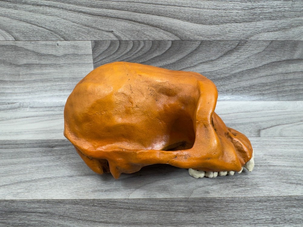 PREHISTORIC CERAMIC SKULLS LOT - NEANDERTHAL CRANIUM HEAD *AS IS*