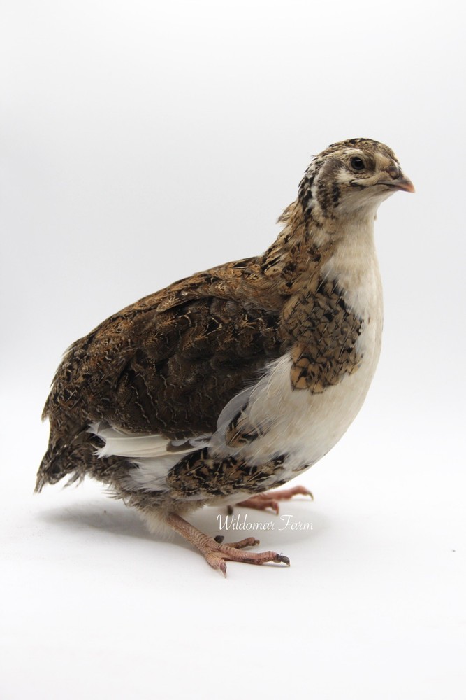 18 Coturnix Quail Hatching Eggs