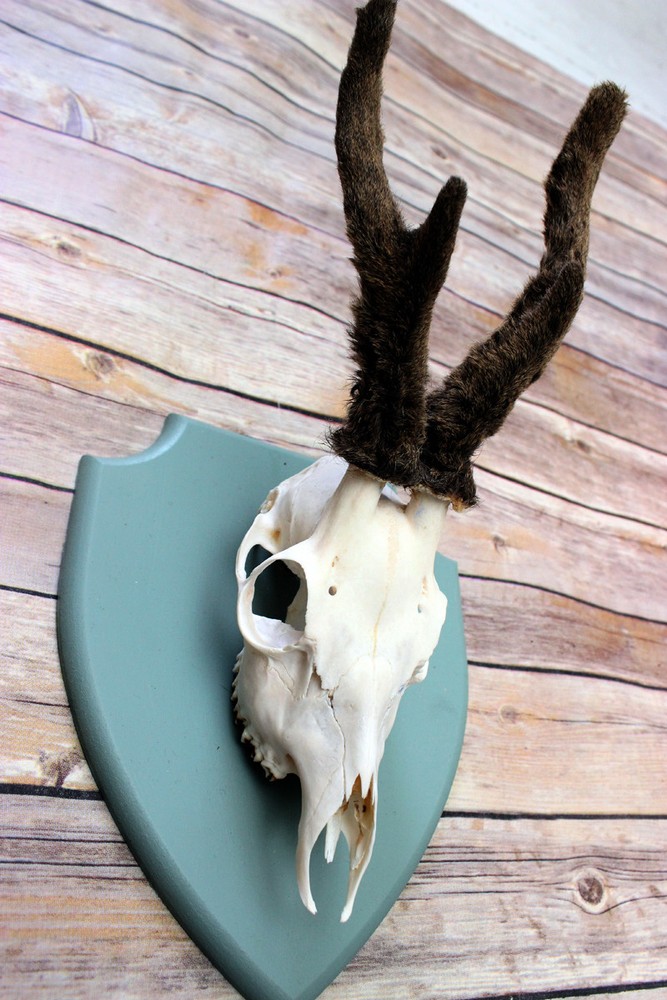 Scottish Roe deer mount