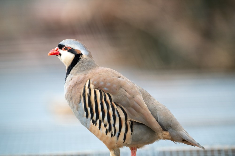 12+ Chukar Partridge Hatching Eggs