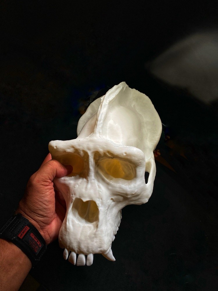 Gorilla Skull Replica (1:1 Scale Male Silverback)
