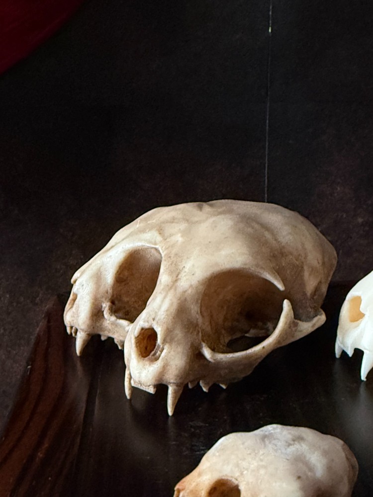 Conjoined Cat Skull Oddities and Curiosities replica (bone)